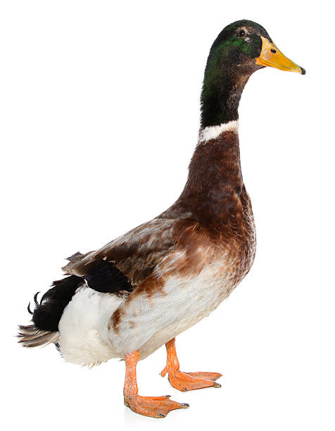 duck