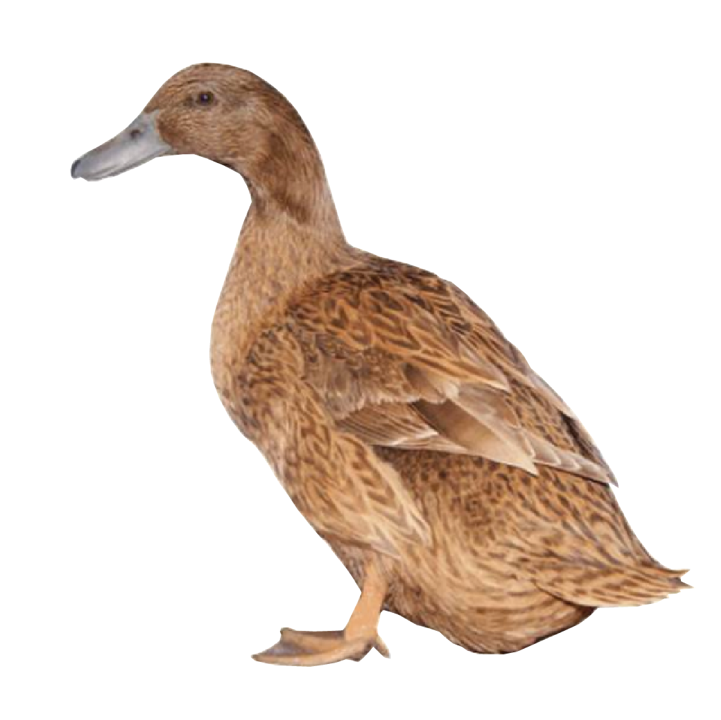 duck