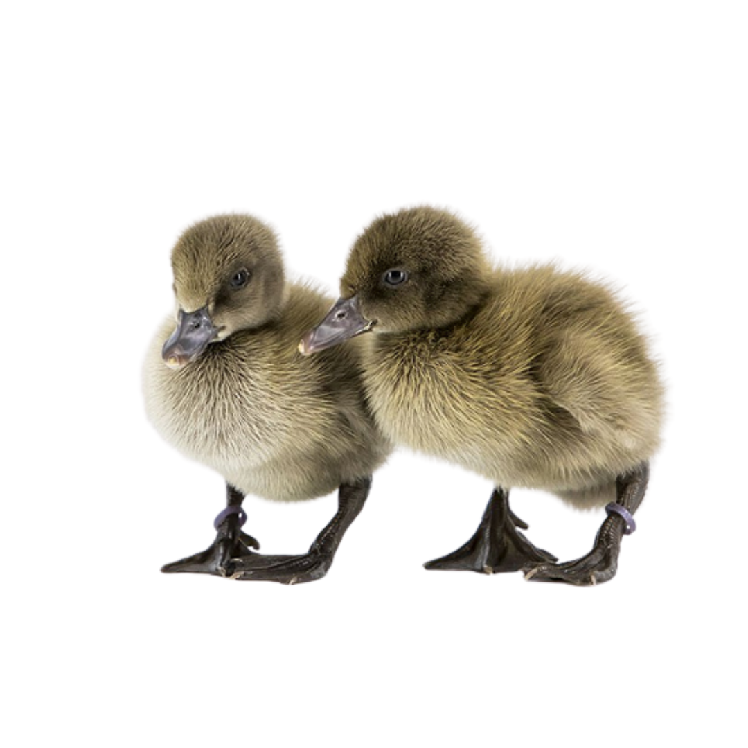 duck